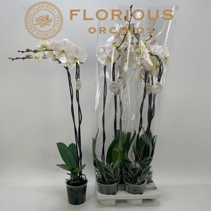.Phalaenopsis overig wit