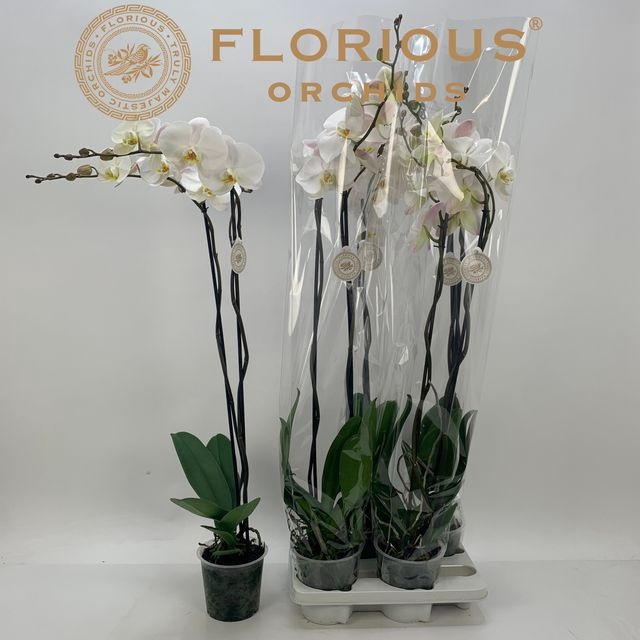 <h4>.Phalaenopsis overig wit</h4>