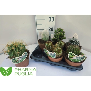 Cactus gemengd
