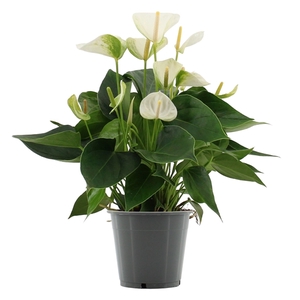 Anthurium Elido in transparant sleeve