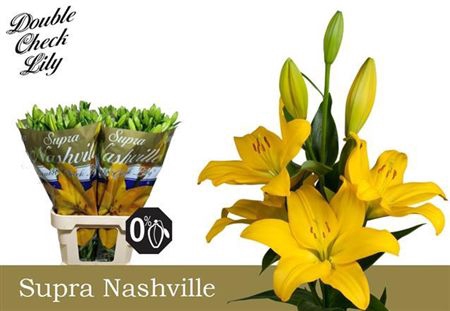 <h4>Li La Nashville Supra</h4>