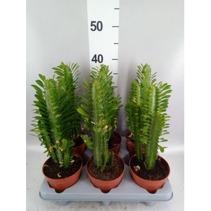 Euphorbia trigona