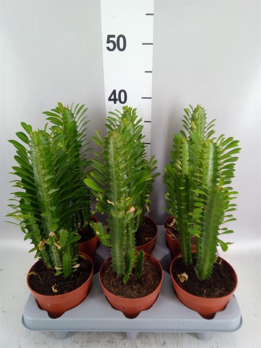 <h4>Euphorbia trigona</h4>