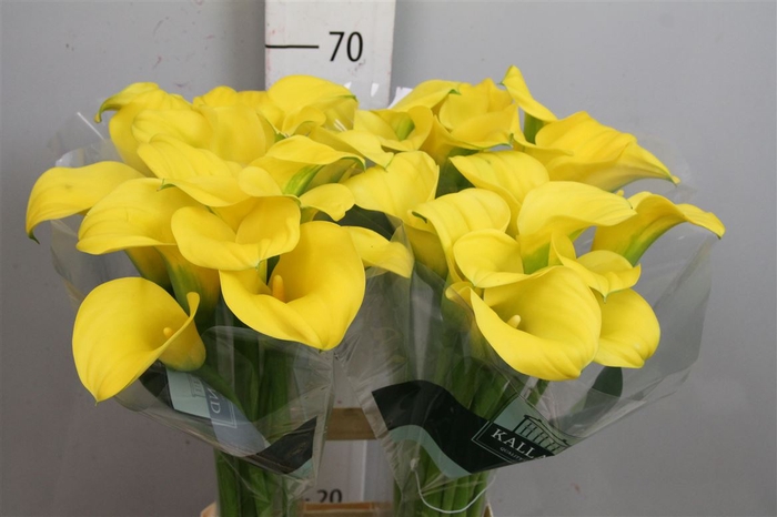 <h4>Zant Goldcup</h4>