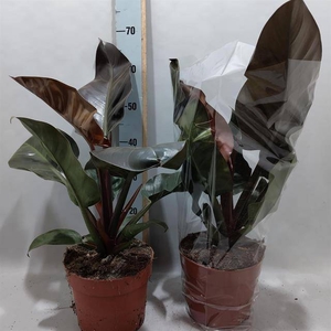 Philodendron Imperial Red 21Ø 65cm