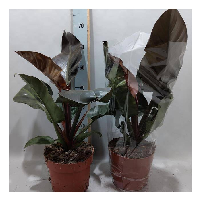 <h4>Philodendron Imperial Red 21Ø 65cm</h4>