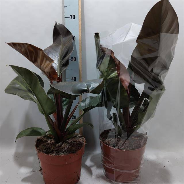 Philodendron Imperial Red 21Ø 65cm