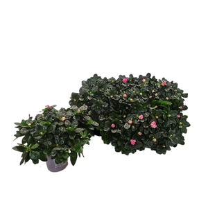 Rhododendron (Simsii Grp) overig