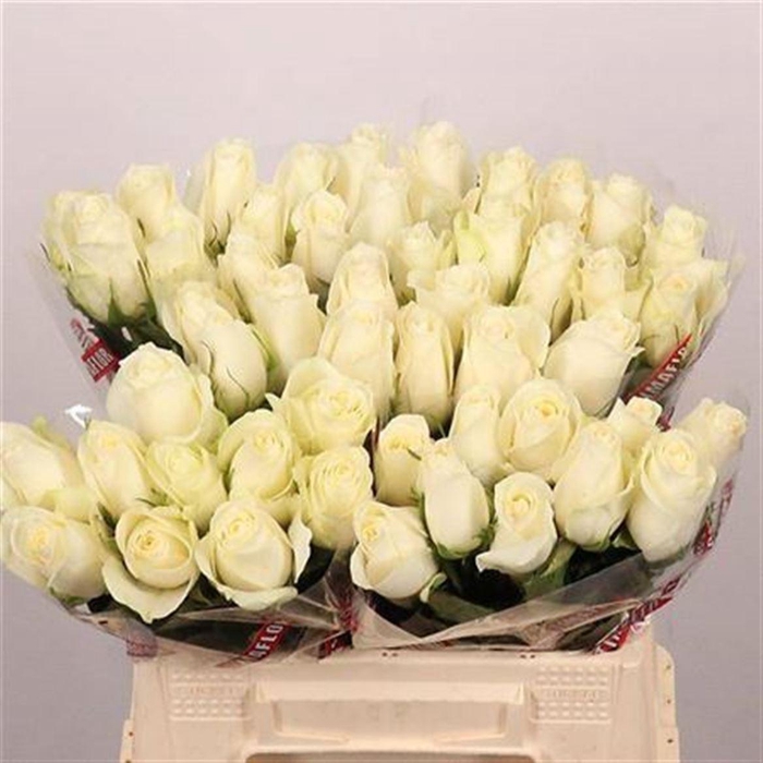 <h4>R Gr Albatros</h4>