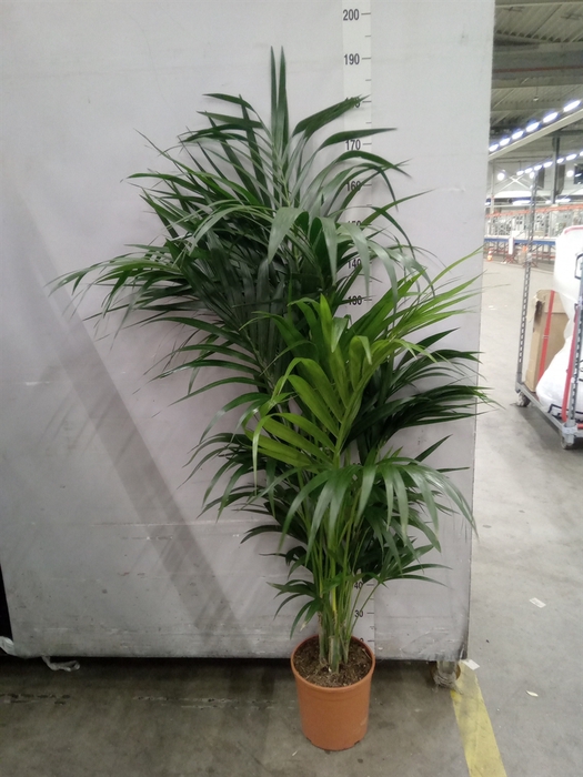 <h4>Howea forsteriana</h4>