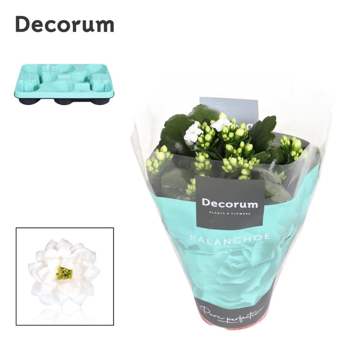 Kalanchoe Decorum - White