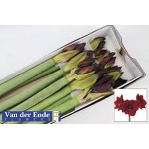 Hipp Ga Royal Velvet X12