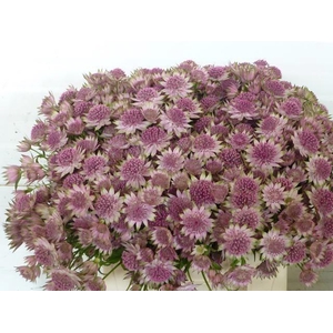 Astr Rosea