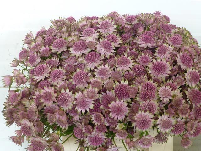 <h4>Astr Rosea</h4>