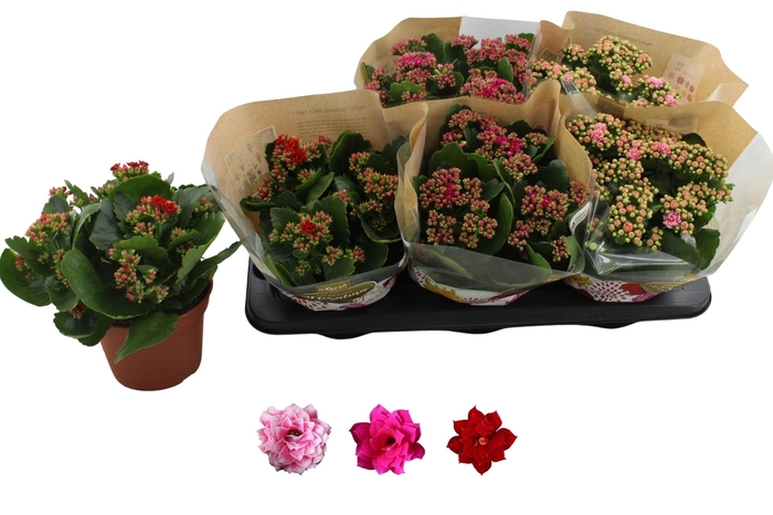 <h4>KAL GE RO GEM 3 KL</h4>