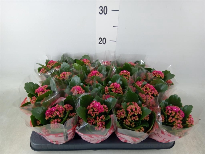 <h4>Kalanchoe blos. 'Garbo lilac'</h4>