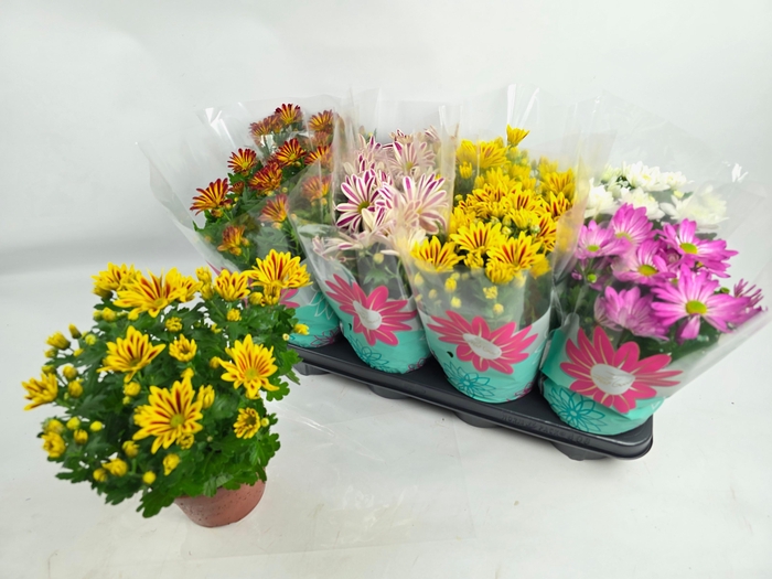 <h4>CHRYS GEM 5 KL</h4>