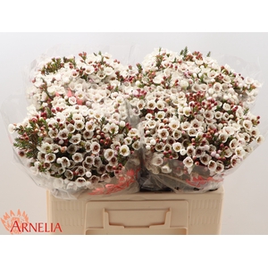 Chamelaucium Moonlight Delight