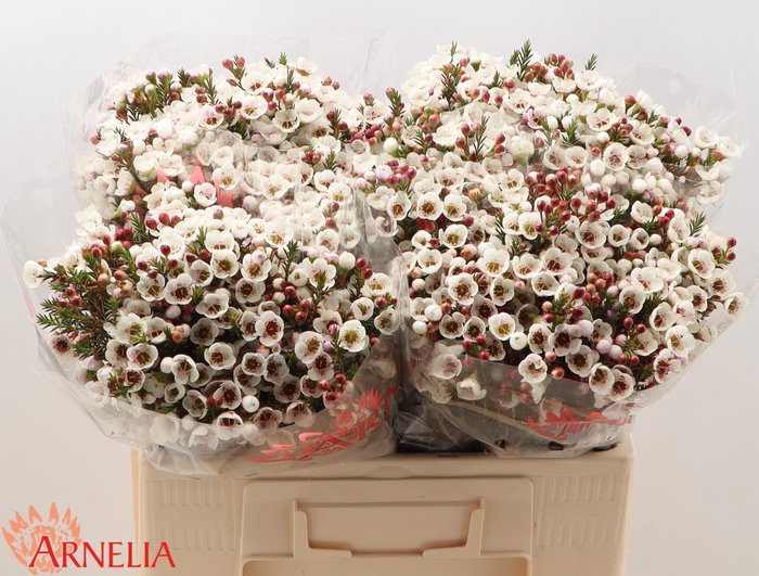 <h4>Chamelaucium Moonlight Delight</h4>