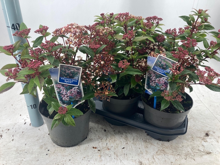 <h4>VIBU TINUS SPIRIT</h4>