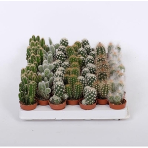 CACTACEAE p3.5