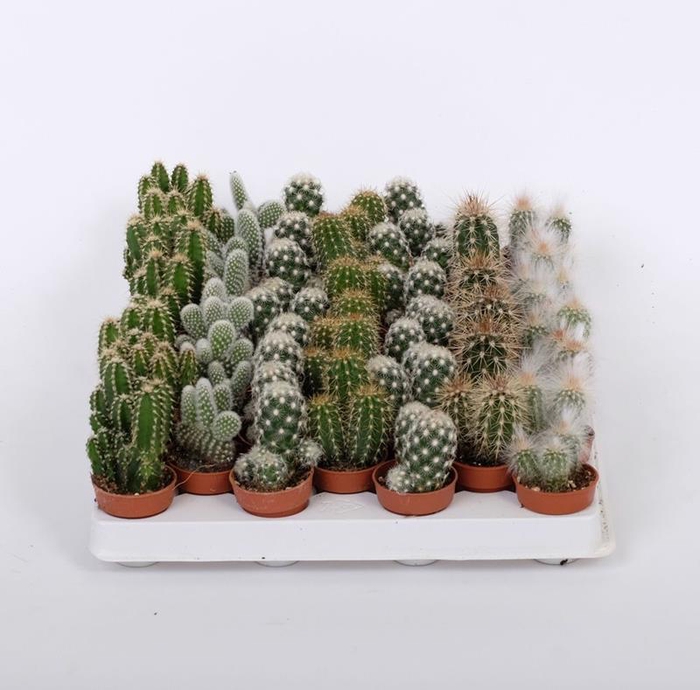 <h4>CACTACEAE p3.5</h4>