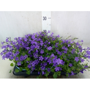 Campanula porten.