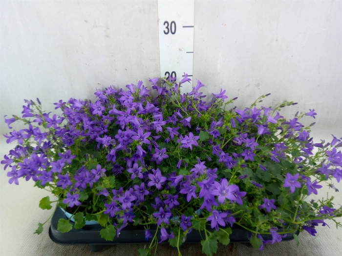 <h4>Campanula porten.</h4>