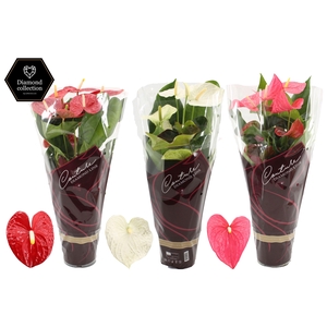 Anthurium 17 cm 3 color mix in Couture Diamond sleeve