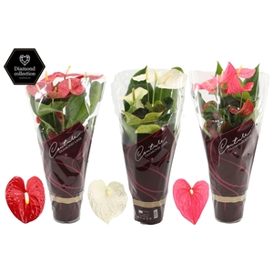 Anthurium 17 cm 3 color mix in Couture Diamond sleeve