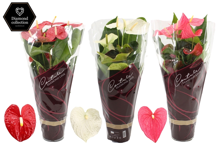 <h4>Anthurium 17 cm 3 color mix in Couture Diamond sleeve</h4>