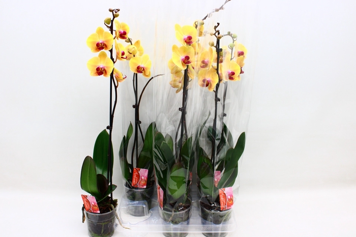 <h4>PHAL SOLID GOLD</h4>