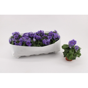 Primula Obconica Dark Blue