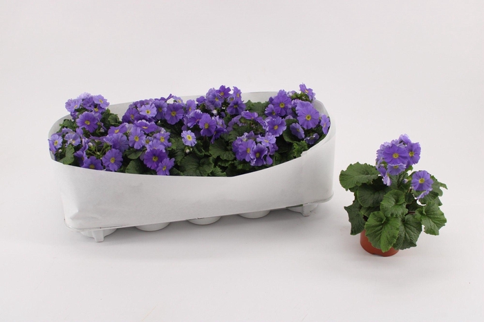 <h4>Primula Obconica Dark Blue</h4>