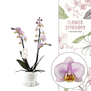 Flower Symphony | Carola | Phalaenopsis 2 spike