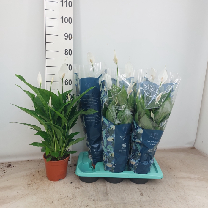 <h4>SPATH VIVALDI</h4>