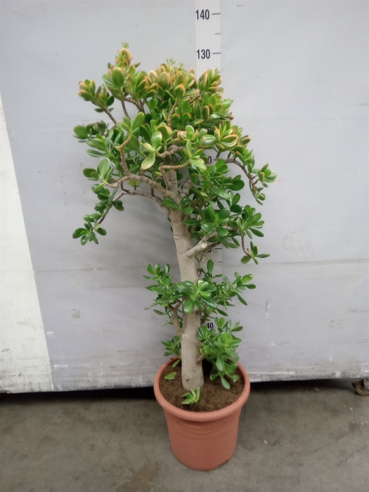 <h4>Crassula ovata 'Sunset'</h4>