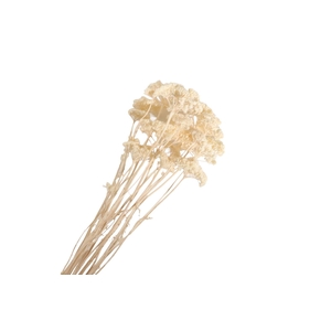 Achillea White Bleached