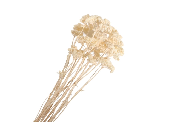 <h4>Achillea White Bleached</h4>