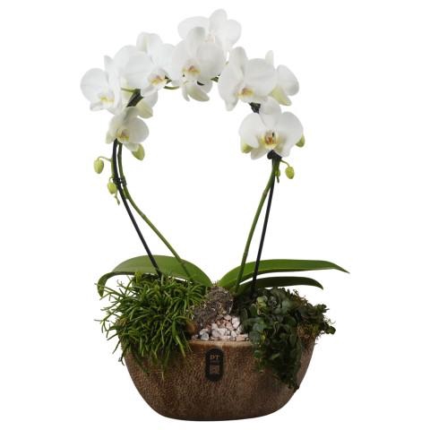<h4>PTIB5346 Arrangementen kamerplanten</h4>