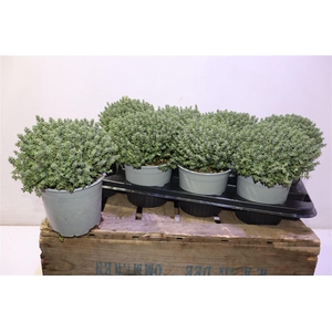 Thymus Vulgaris 14