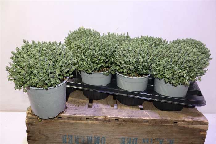<h4>Thymus Vulgaris 14</h4>
