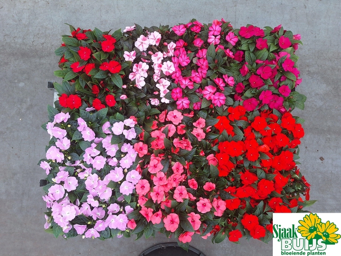 <h4>IMPAT NG GEM 6 KL</h4>