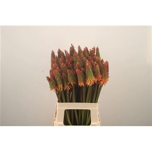 Kniphofia Alcazar