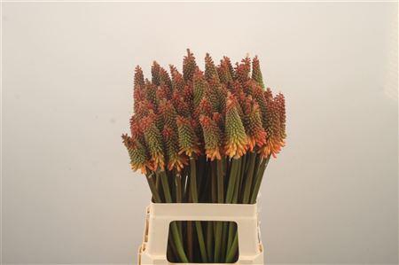 <h4>Kniphofia Alcazar</h4>