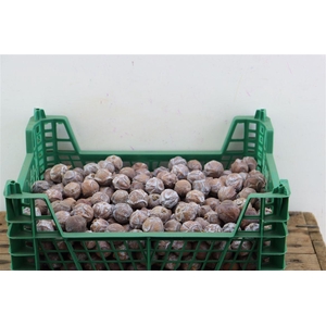 Pinecone Cypresse 2 Kg