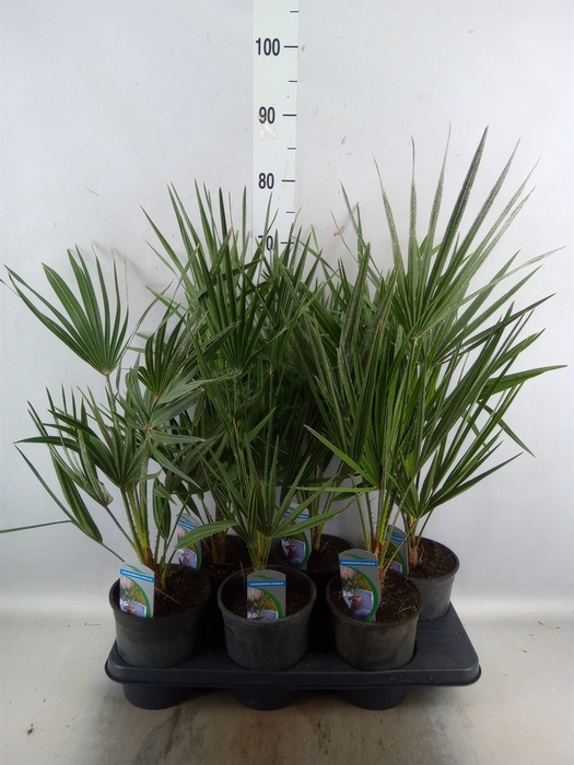 <h4>Chamaerops humilis</h4>