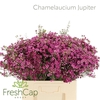 Chamelaucium Jupiter