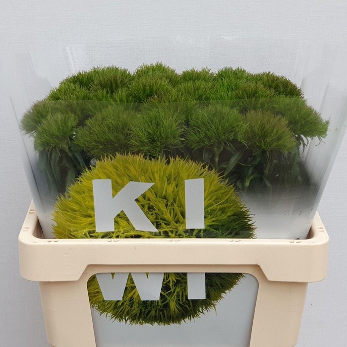 <h4>DI BARB KIWI MELLOW</h4>