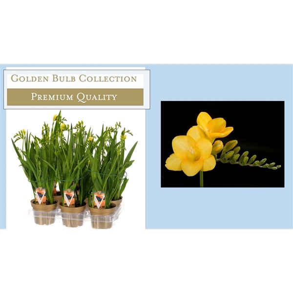 <h4>Potfreesia Popey</h4>